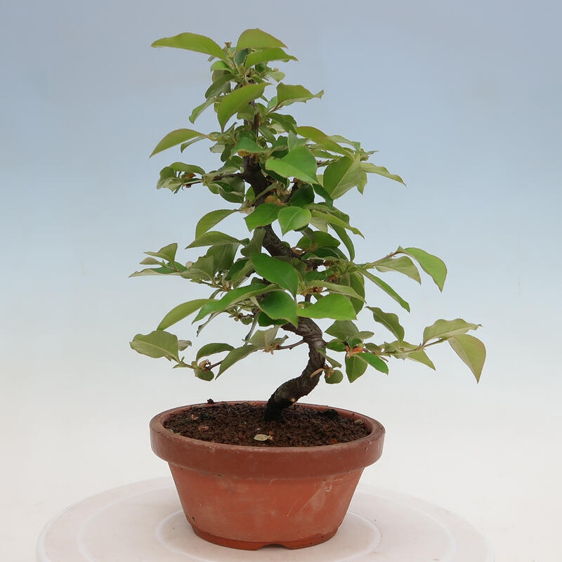 Bonsai da esterno - Pseudocydonia sinensis - Cotogno cinese