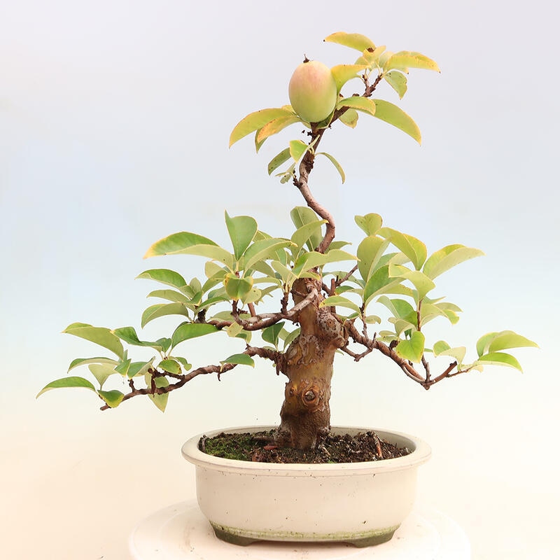 Bonsai da esterno - Pseudocydonia sinensis - Cotogno cinese