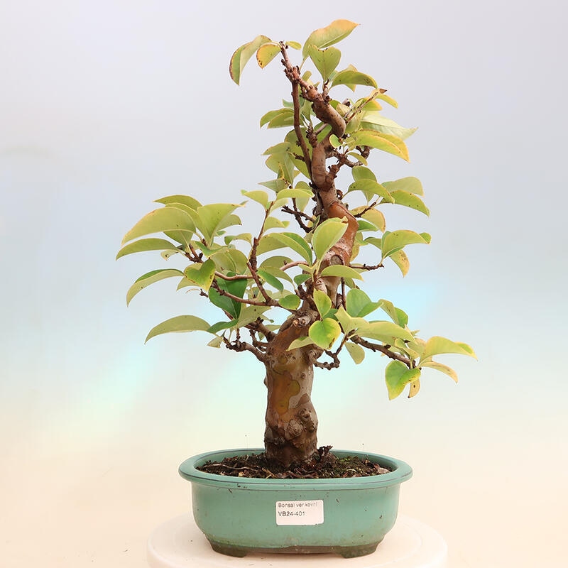 Bonsai da esterno - Pseudocydonia sinensis - Cotogno cinese