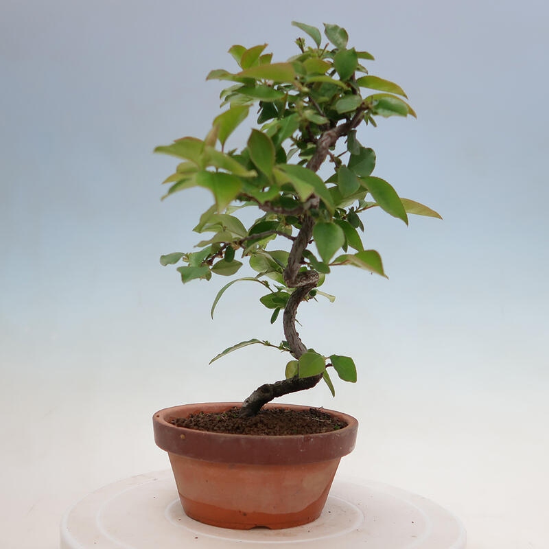 Bonsai da esterno - Pseudocydonia sinensis - Cotogno cinese