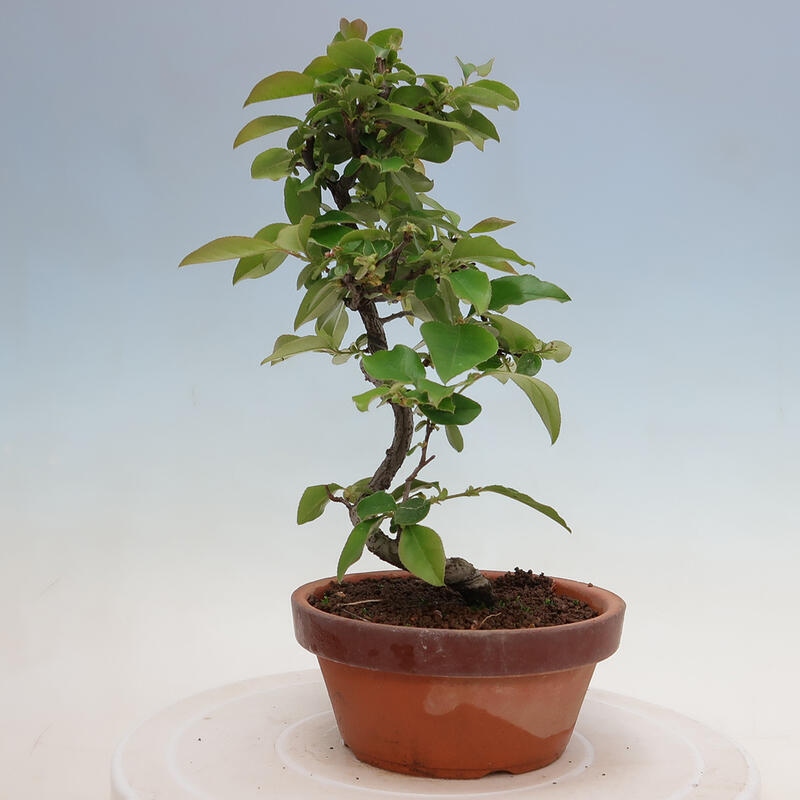 Bonsai da esterno - Pseudocydonia sinensis - Cotogno cinese