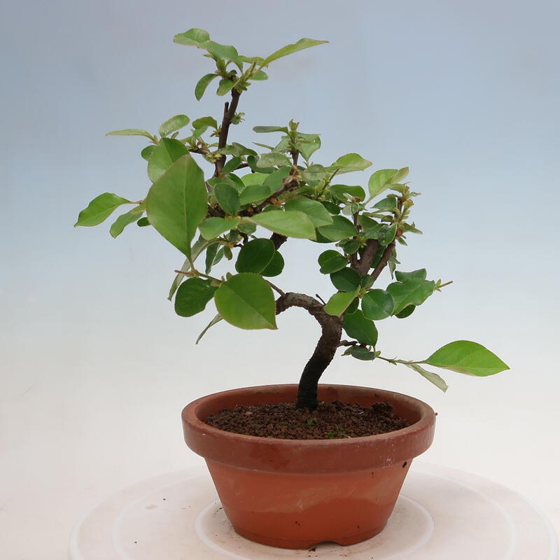 Bonsai da esterno - Pseudocydonia sinensis - Cotogno cinese