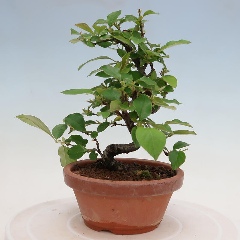 Bonsai da esterno - Pseudocydonia sinensis - Cotogno cinese