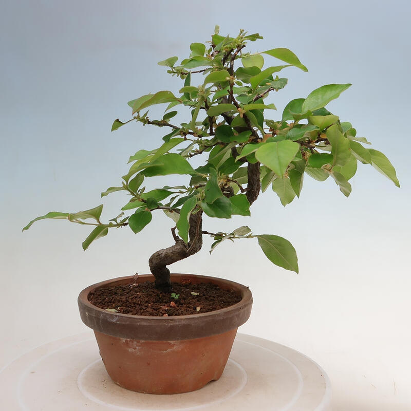 Bonsai da esterno - Pseudocydonia sinensis - Cotogno cinese