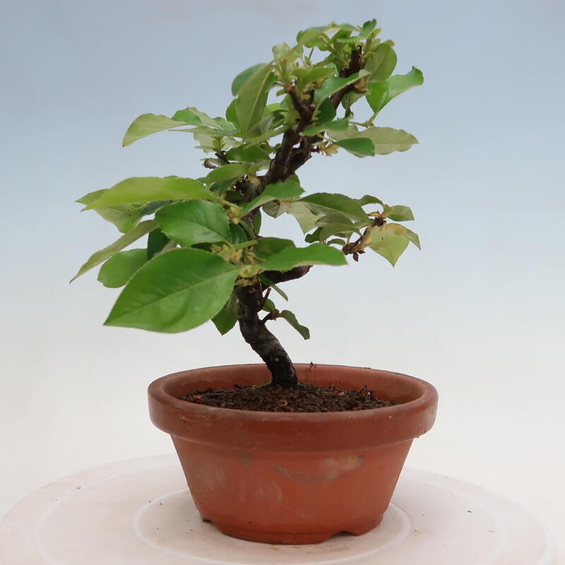 Bonsai da esterno - Pseudocydonia sinensis - Cotogno cinese
