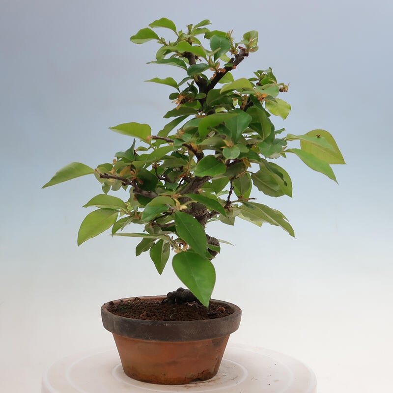 Bonsai da esterno - Pseudocydonia sinensis - Cotogno cinese