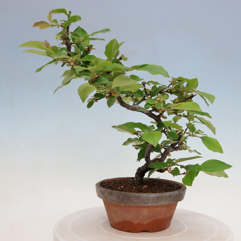 Bonsai da esterno - Pseudocydonia sinensis - Cotogno cinese