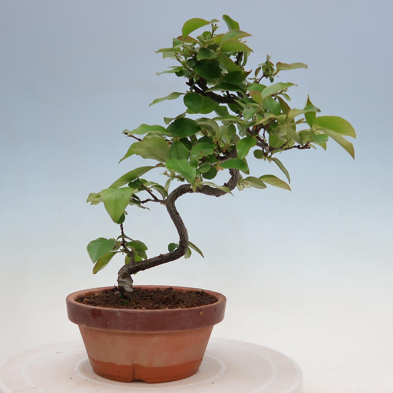 Bonsai da esterno - Pseudocydonia sinensis - Cotogno cinese