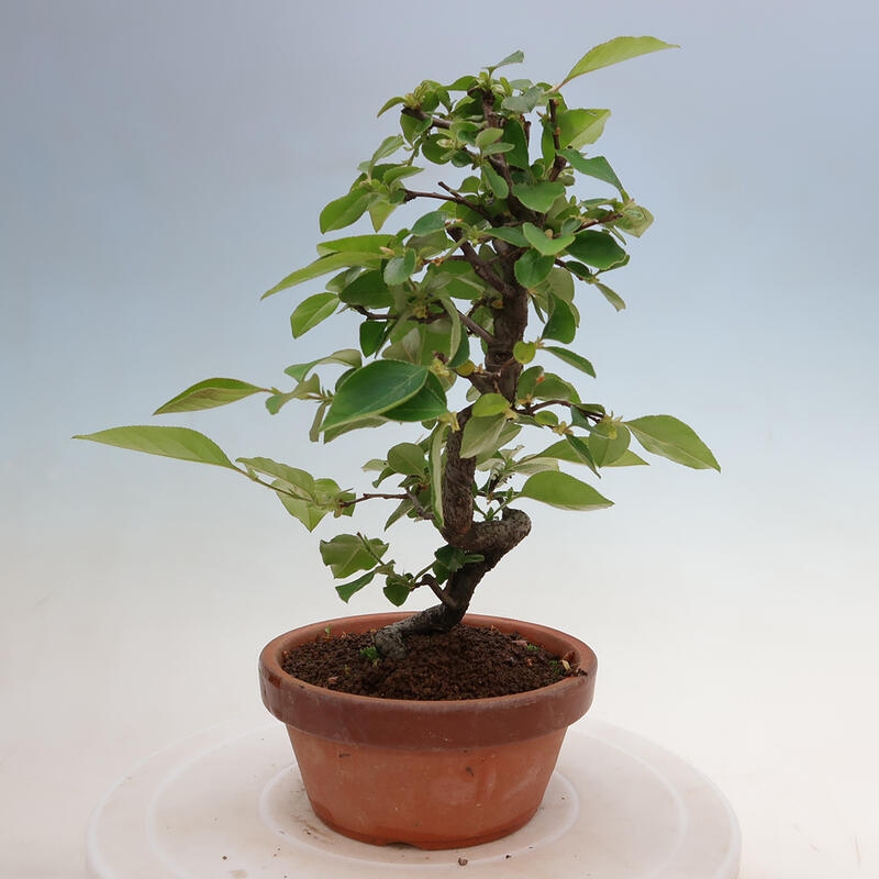 Bonsai da esterno - Pseudocydonia sinensis - Cotogno cinese