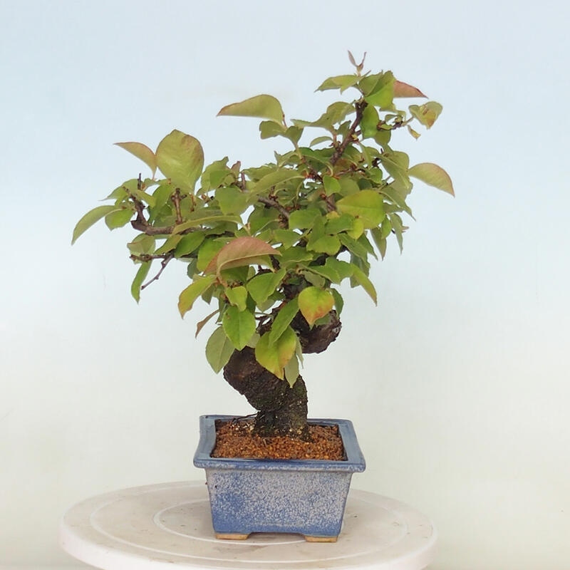 Bonsai da esterno - Pseudocydonia sinensis - Cotogno cinese