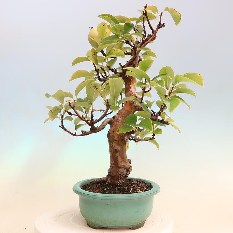 Bonsai da esterno - Pseudocydonia sinensis - Cotogno cinese