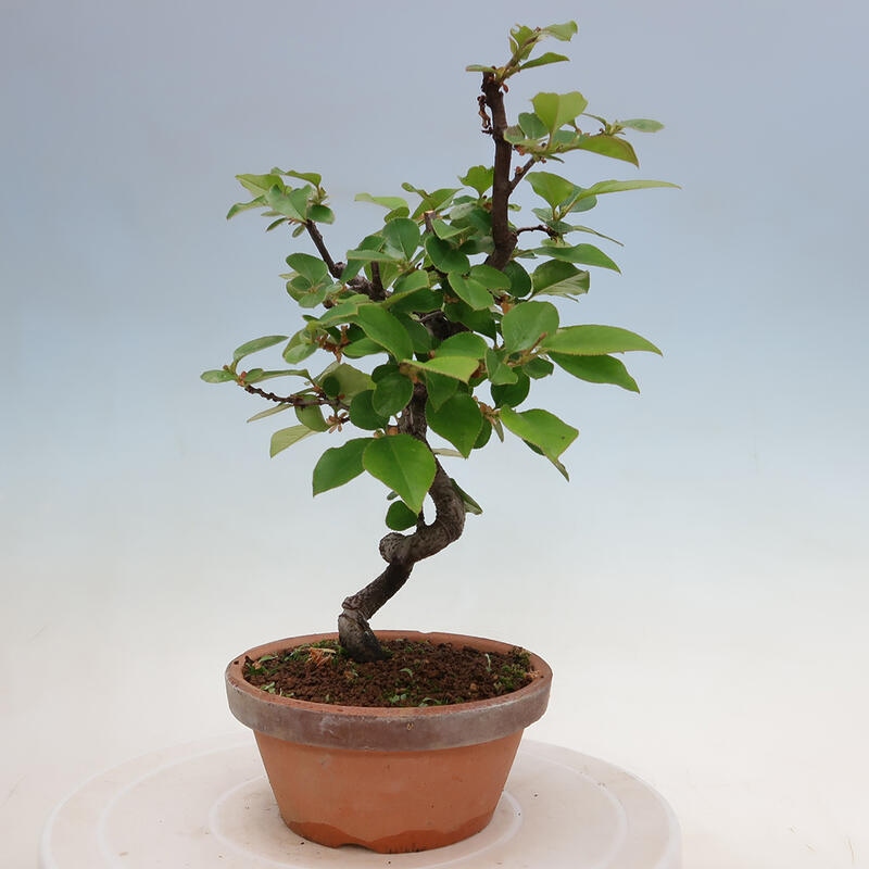 Bonsai da esterno - Pseudocydonia sinensis - Cotogno cinese