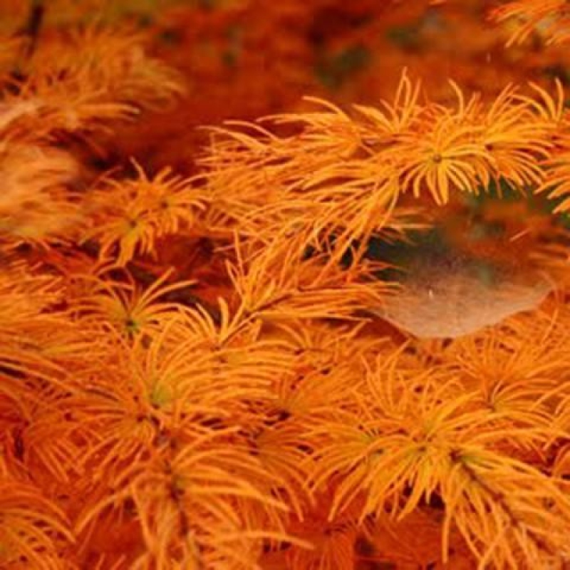 Bonsai da esterno -Pseudolarix amabis-Pseudolarix amabis