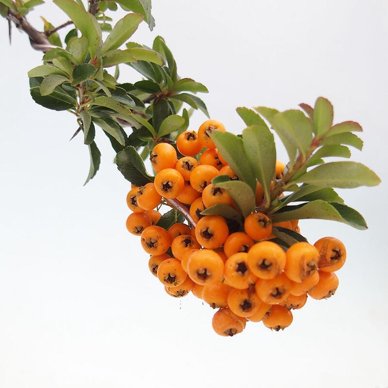 Bonsai da esterno - Pyracantha teton - Pyracantha scarlatta