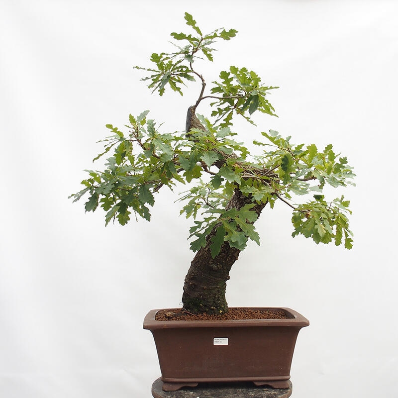 Bonsai da esterno Quercus Cerris - Quercia Cer