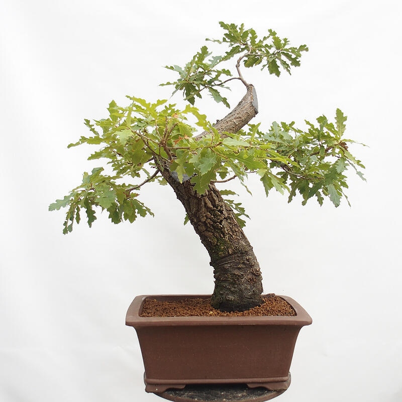 Bonsai da esterno Quercus Cerris - Quercia Cer