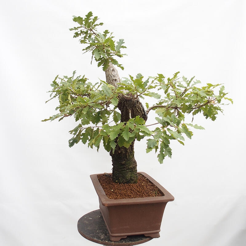 Bonsai da esterno Quercus Cerris - Quercia Cer