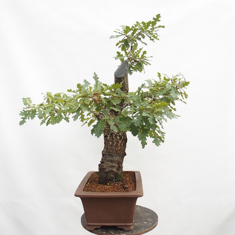 Bonsai da esterno Quercus Cerris - Quercia Cer