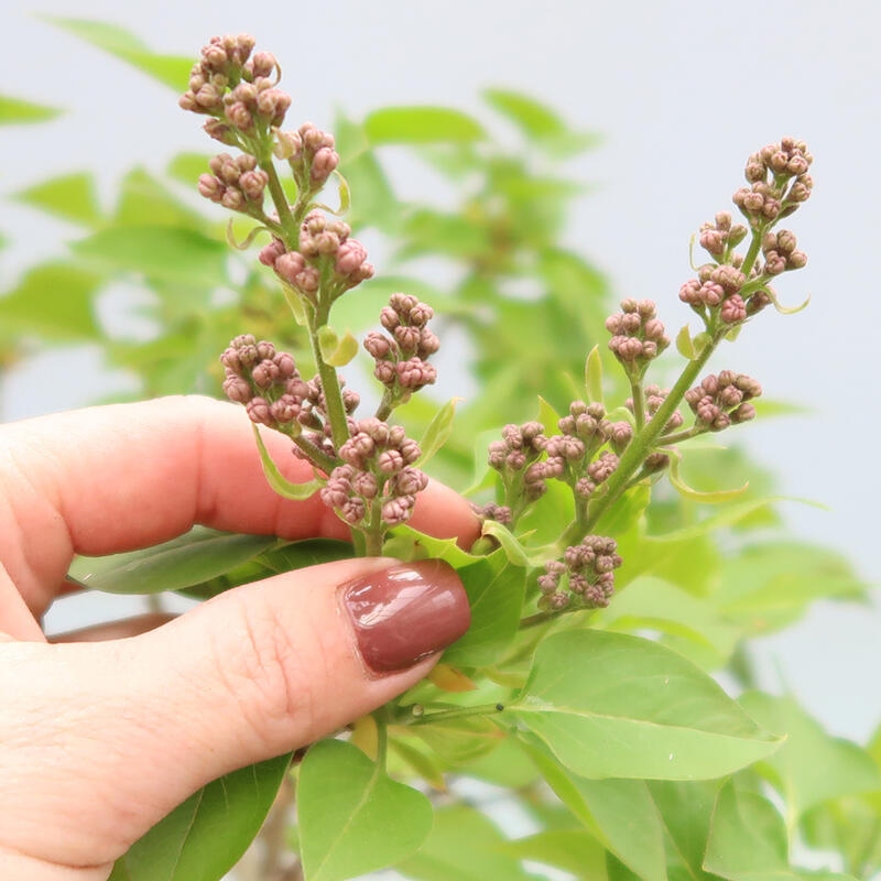 Bonsai da esterno - Lillà - Syringa vulgaris