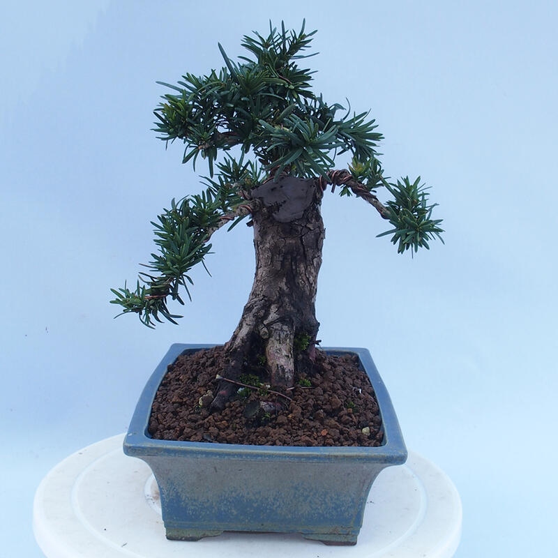 Bonsai da esterno - Taxus cuspidata - Tasso giapponese
