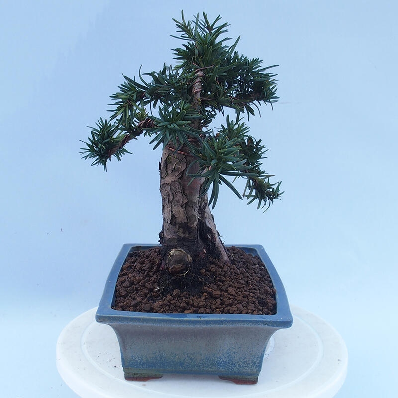 Bonsai da esterno - Taxus cuspidata - Tasso giapponese
