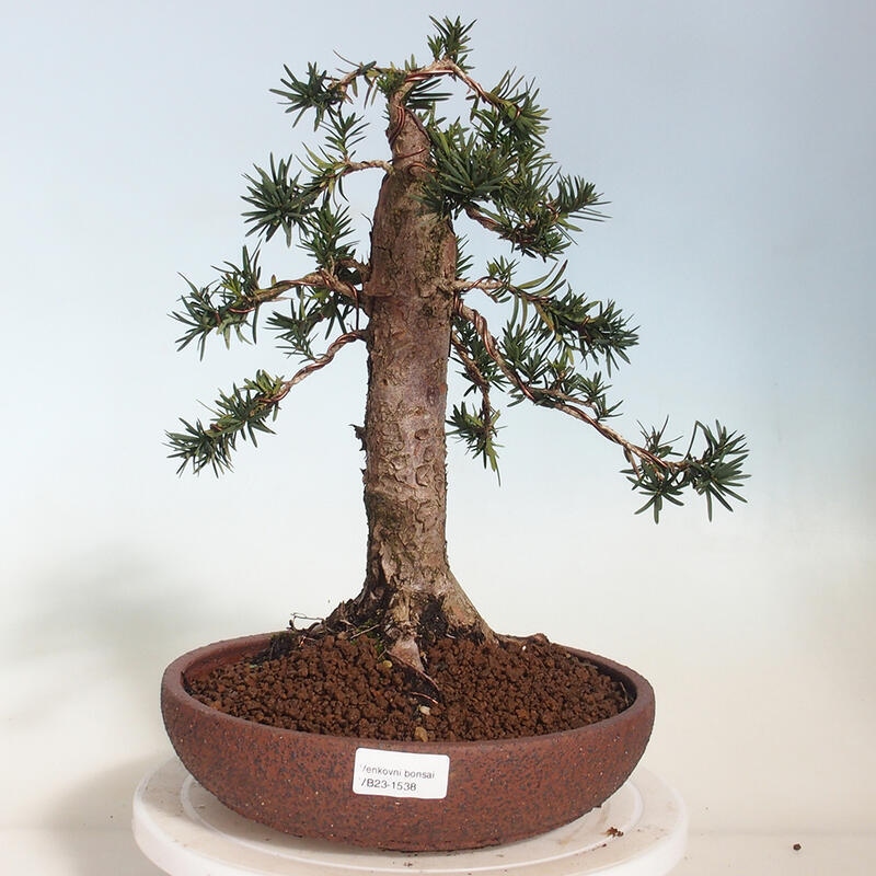 Bonsai da esterno - Taxus cuspidata - Tasso giapponese