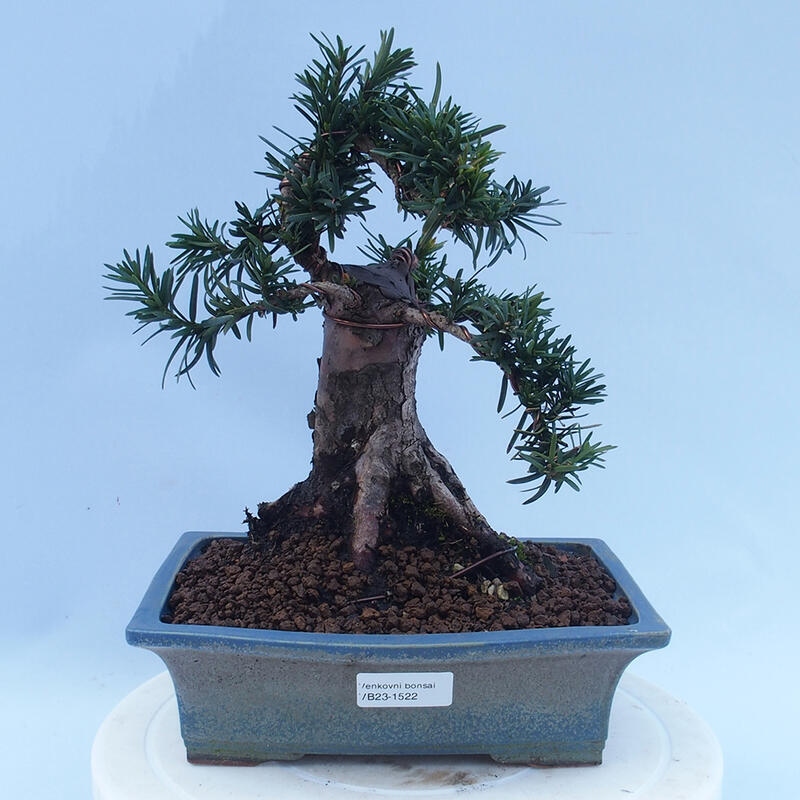 Bonsai da esterno - Taxus cuspidata - Tasso giapponese