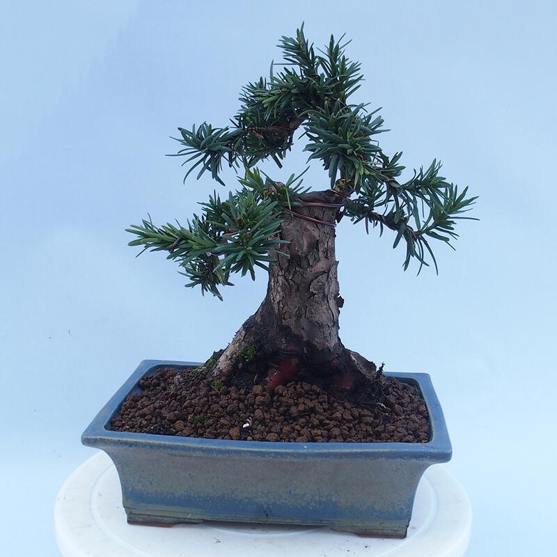 Bonsai da esterno - Taxus cuspidata - Tasso giapponese