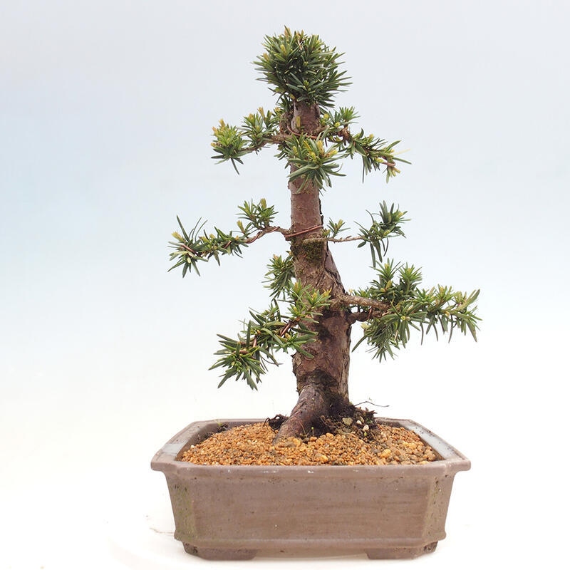 Bonsai da esterno - Taxus cuspidata - Tasso giapponese