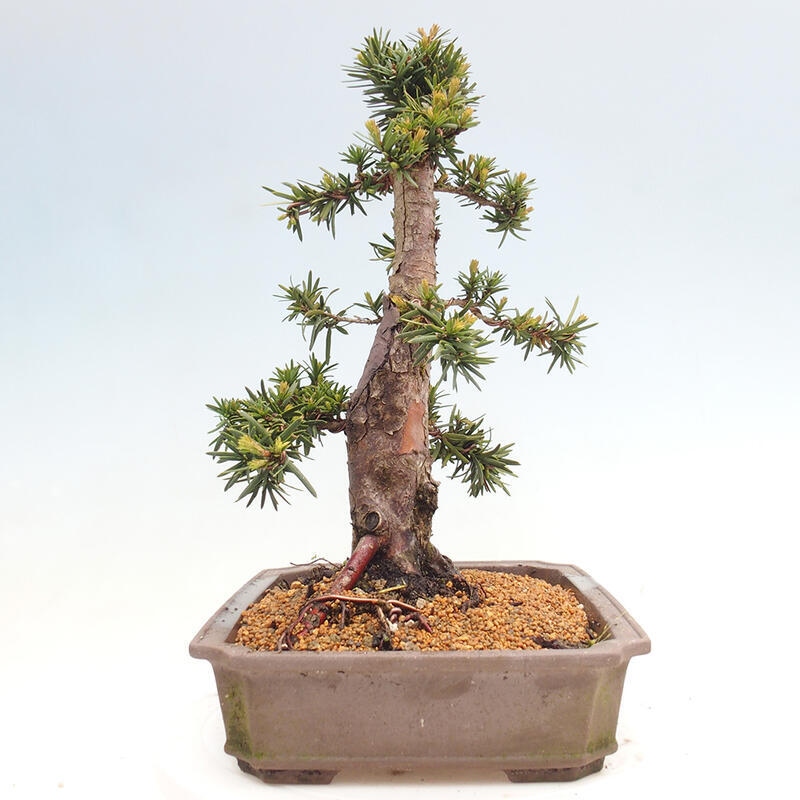 Bonsai da esterno - Taxus cuspidata - Tasso giapponese