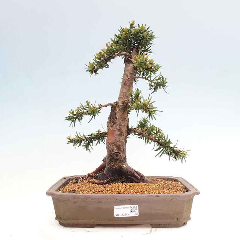 Bonsai da esterno - Taxus cuspidata - Tasso giapponese