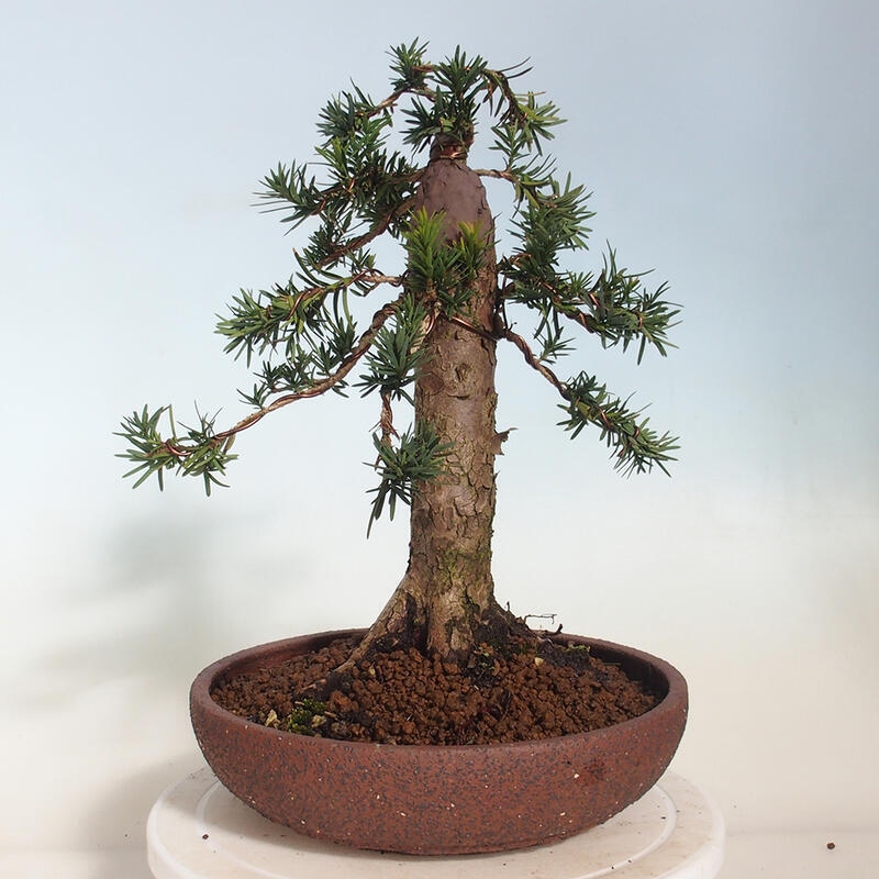 Bonsai da esterno - Taxus cuspidata - Tasso giapponese