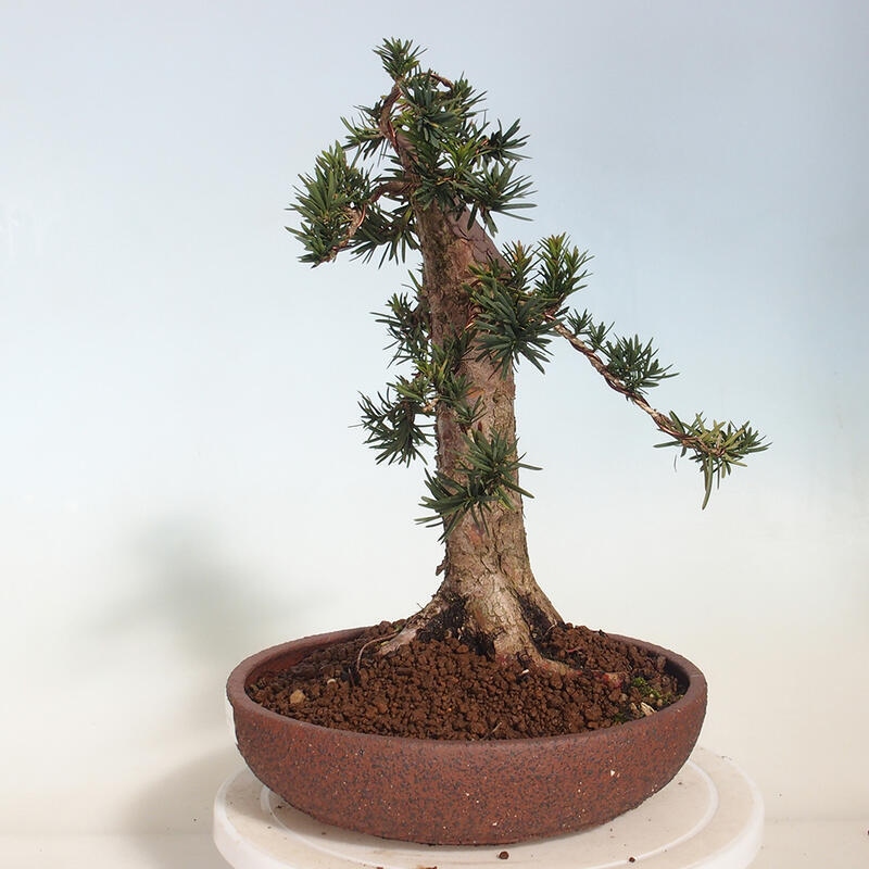 Bonsai da esterno - Taxus cuspidata - Tasso giapponese