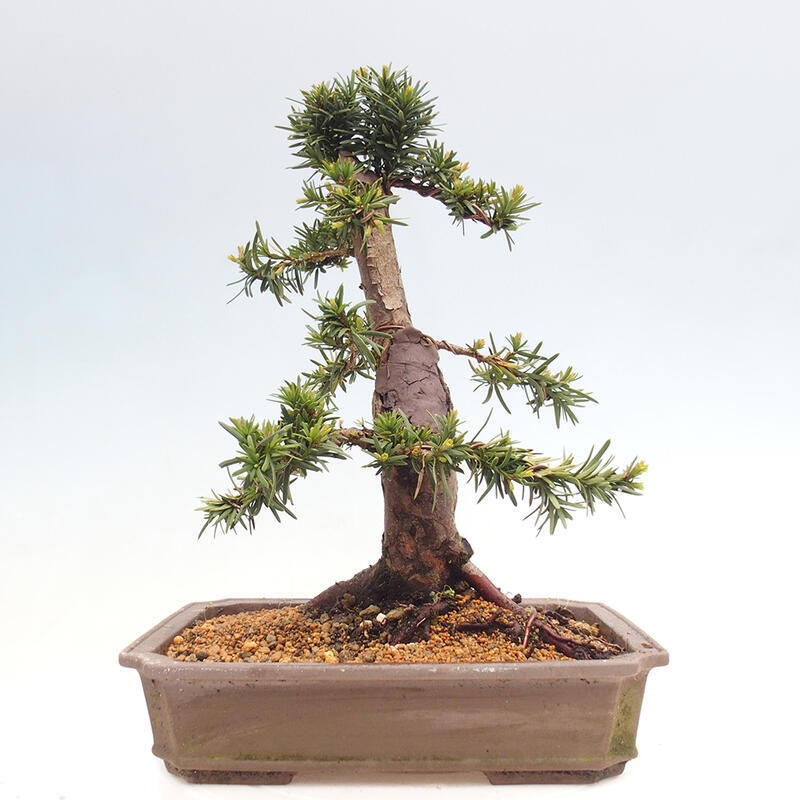 Bonsai da esterno - Taxus cuspidata - Tasso giapponese