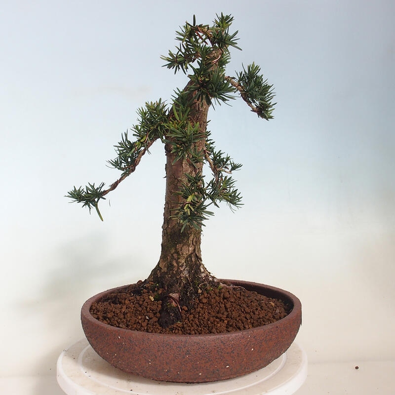 Bonsai da esterno - Taxus cuspidata - Tasso giapponese