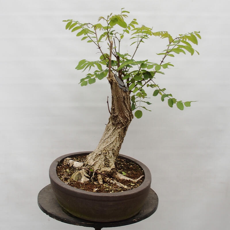 Bonsai da esterno - Acacia spinosa - Robinia pseudoacacia