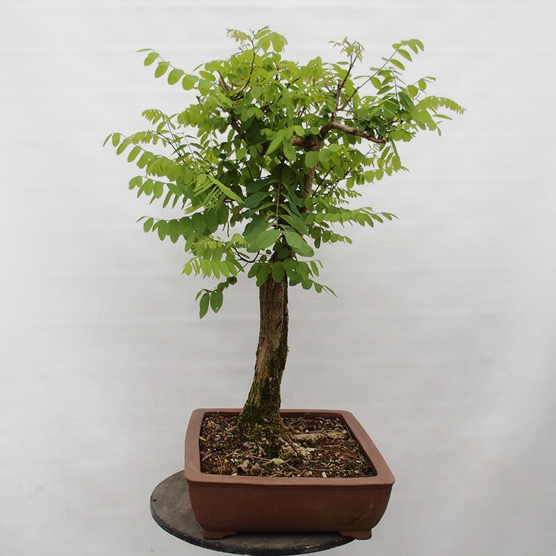 Bonsai da esterno - Acacia spinosa - Robinia pseudoacacia