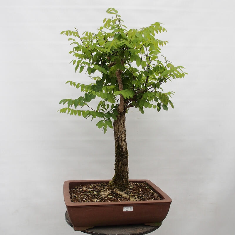 Bonsai da esterno - Acacia spinosa - Robinia pseudoacacia