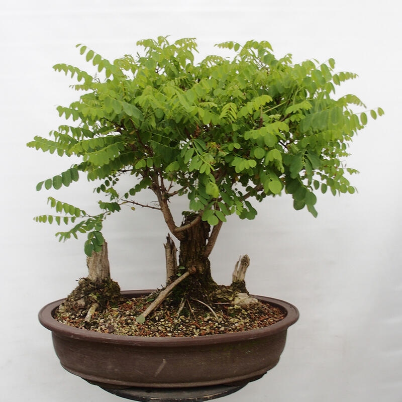Bonsai da esterno - Acacia spinosa - Robinia pseudoacacia