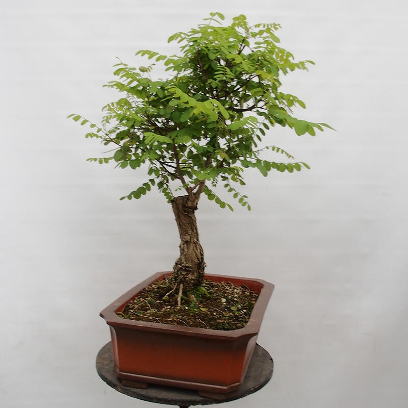 Bonsai da esterno - Acacia spinosa - Robinia pseudoacacia