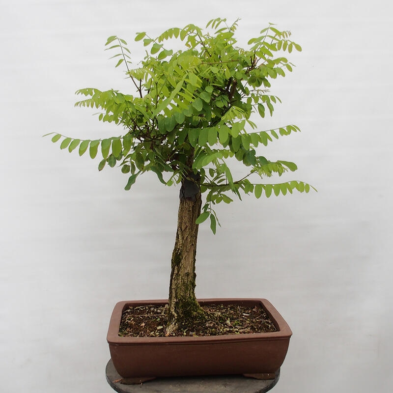Bonsai da esterno - Acacia spinosa - Robinia pseudoacacia