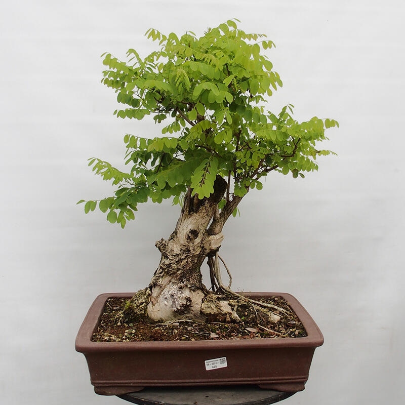 Bonsai da esterno - Acacia spinosa - Robinia pseudoacacia