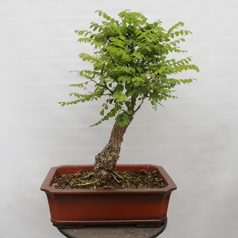 Bonsai da esterno - Acacia spinosa - Robinia pseudoacacia