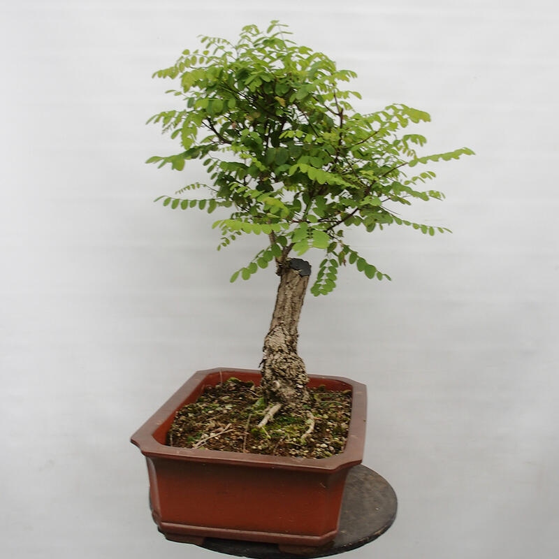Bonsai da esterno - Acacia spinosa - Robinia pseudoacacia