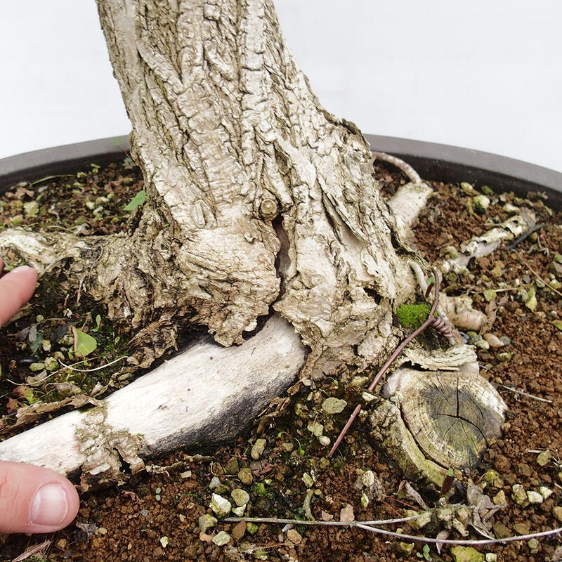 Bonsai da esterno - Acacia spinosa - Robinia pseudoacacia