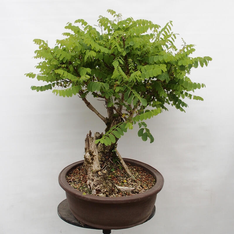 Bonsai da esterno - Acacia spinosa - Robinia pseudoacacia