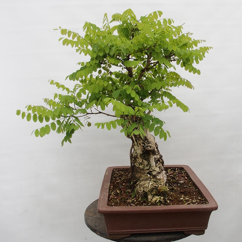 Bonsai da esterno - Acacia spinosa - Robinia pseudoacacia