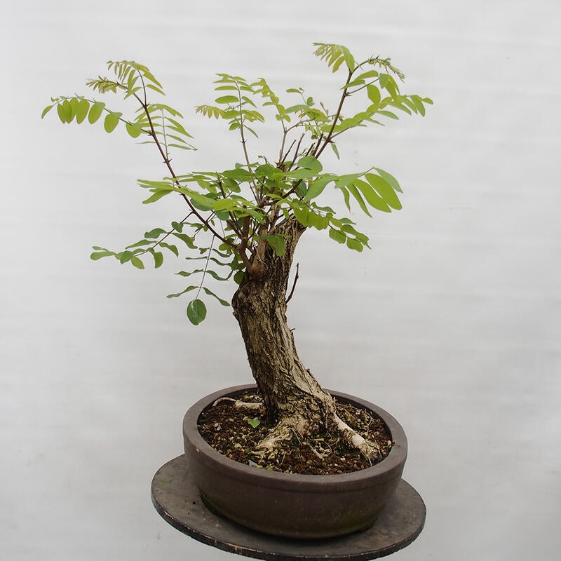Bonsai da esterno - Acacia spinosa - Robinia pseudoacacia