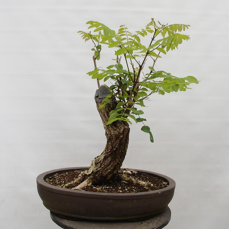 Bonsai da esterno - Acacia spinosa - Robinia pseudoacacia