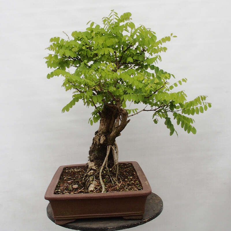 Bonsai da esterno - Acacia spinosa - Robinia pseudoacacia
